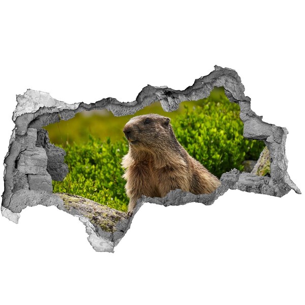 Adesivo con vista dietro il muro Marmotta in natura
