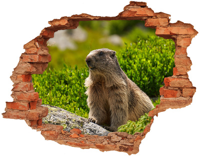 Adesivo murale buco 3D Marmotta in natura