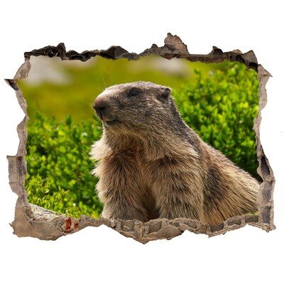 Sticker buco nel muro Marmotta in natura