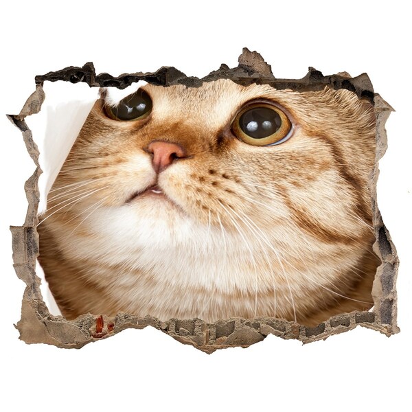 Finto buco nel muro 3D Gatto in un buco nel muro