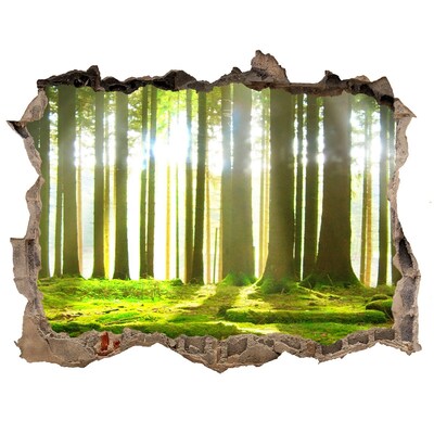 Sticker buco nel muro Foresta verde con raggi di sole