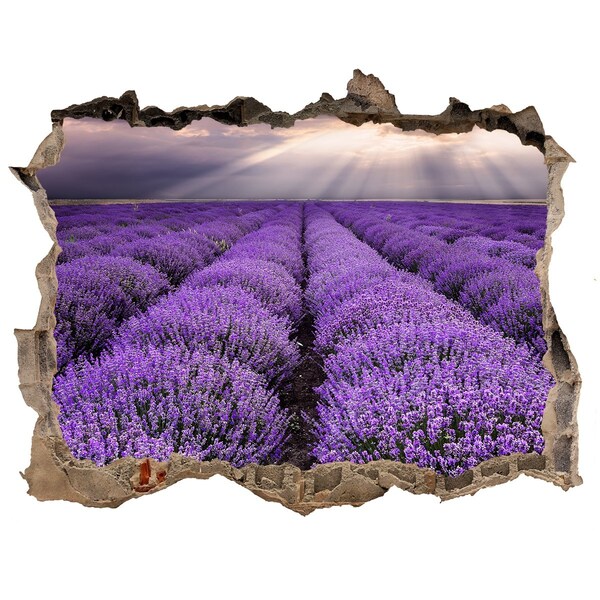 Sticker buco nel muro Campi di lavanda alla luce del sole al tramonto