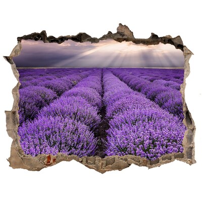 Sticker buco nel muro Campi di lavanda alla luce del sole al tramonto