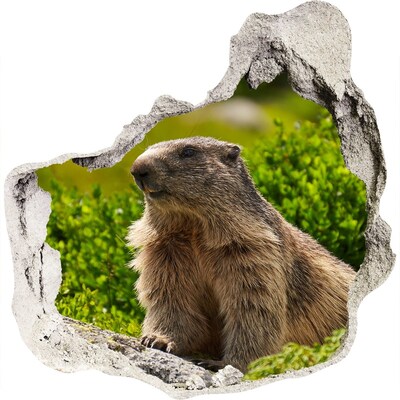 Finto buco nel muro 3D Marmotta in natura