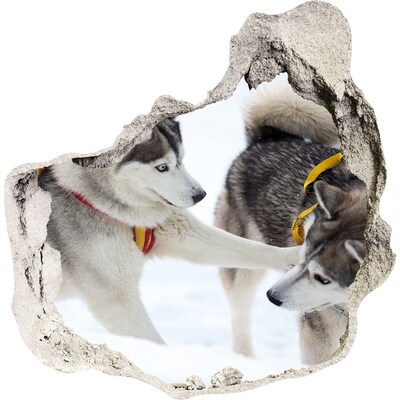 Finto buco nel muro 3D Siberian Husky in azione