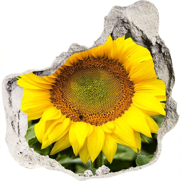 Finto buco nel muro 3D Girasole in cemento
