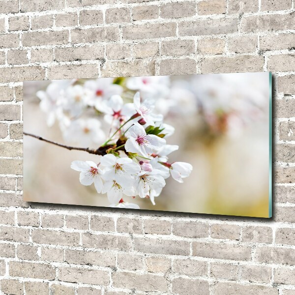 Quadro vetro acrilico Fiori di ciliegio