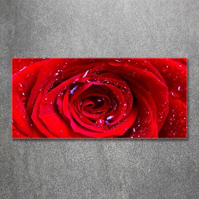 Quadro su vetro acrilico Fiore di rosa