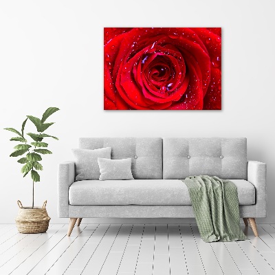 Quadro su vetro acrilico Fiore di rosa