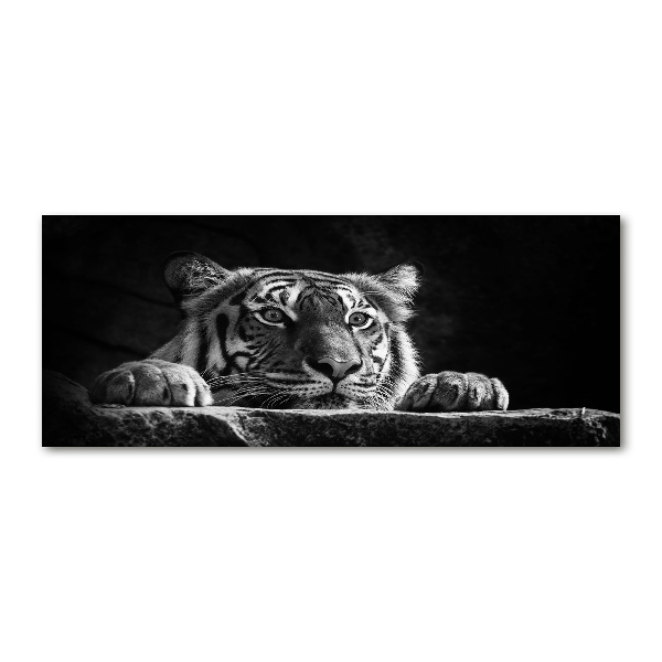 Quadro su vetro acrilico Tigre