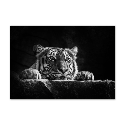 Quadro su vetro acrilico Tigre