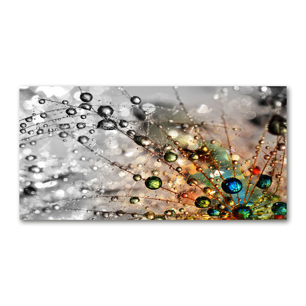 Quadro su vetro acrilico Semi di tarassaco