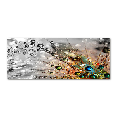 Quadro su vetro acrilico Semi di tarassaco