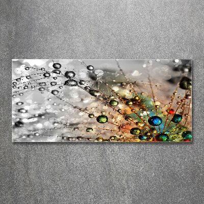 Quadro su vetro acrilico Semi di tarassaco