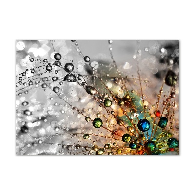 Quadro su vetro acrilico Semi di tarassaco