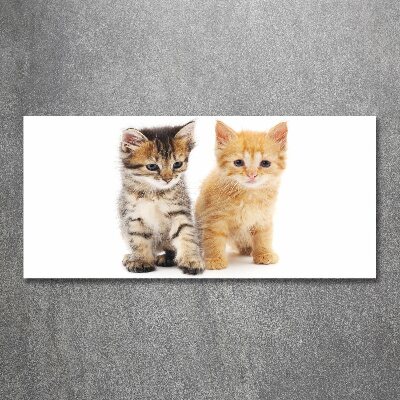 Quadro in vetro acrilico Gatto marrone e zenzero