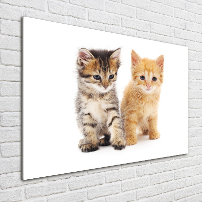 Quadro in vetro acrilico Gatto marrone e zenzero