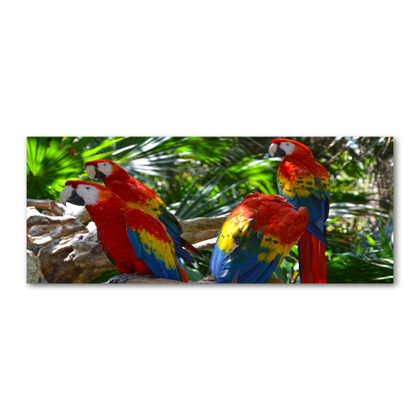 Quadro vetro acrilico Pappagalli ara