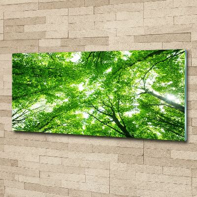 Quadro su vetro acrilico Foresta verde