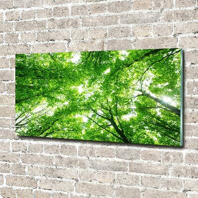 Quadro su vetro acrilico Foresta verde