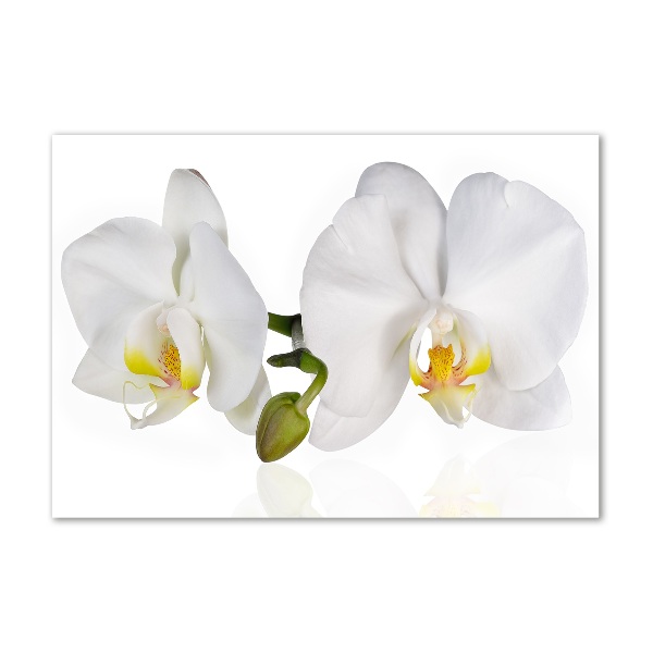 Quadro in vetro acrilico Orchidea