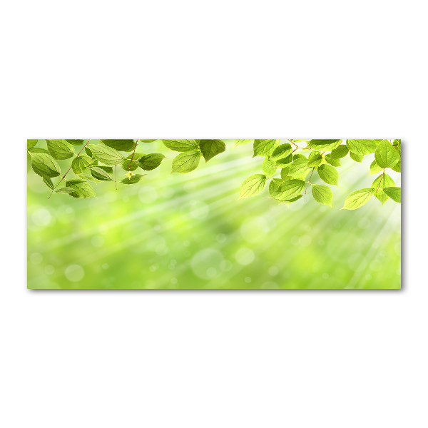 Quadro su vetro acrilico Foglie