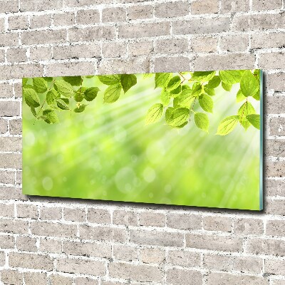 Quadro su vetro acrilico Foglie