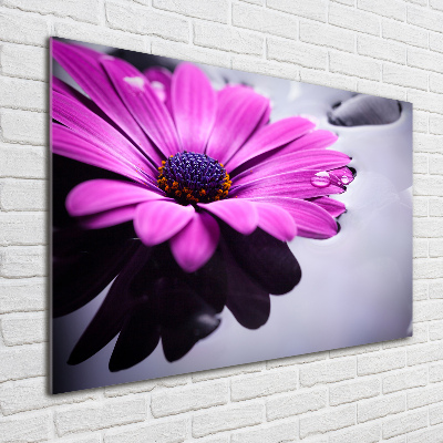 Quadro vetro acrilico Gerbera