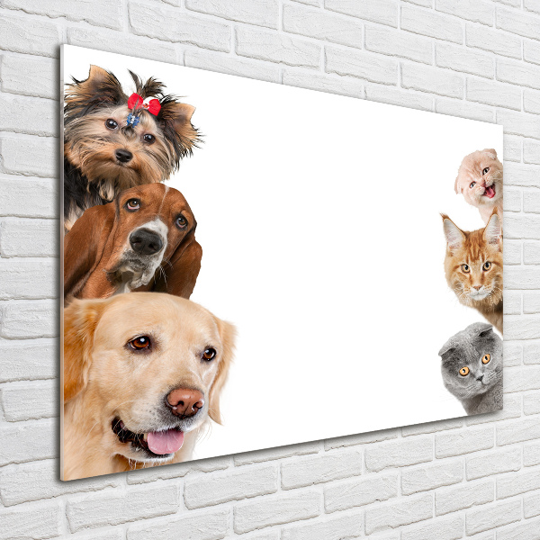 Quadro vetro acrilico Cani e gatti