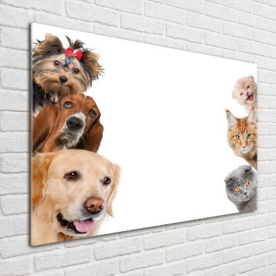 Quadro vetro acrilico Cani e gatti