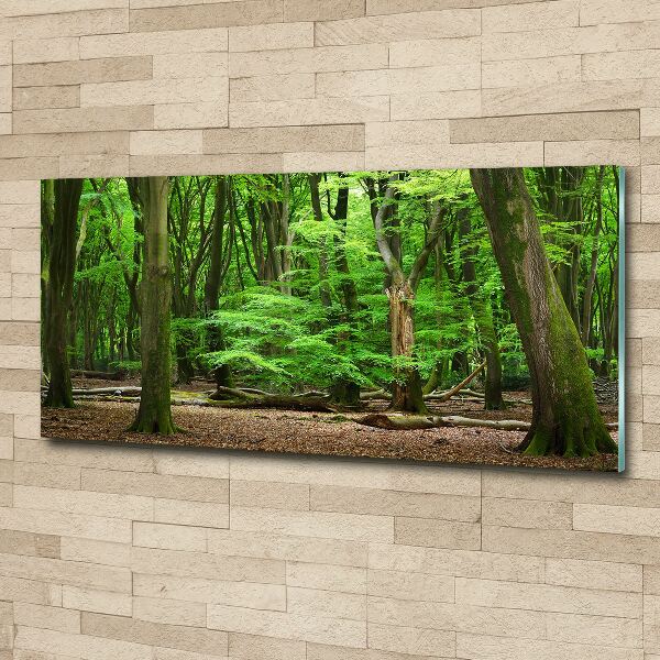 Quadro su vetro acrilico Foresta olandese
