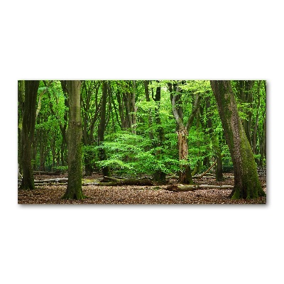 Quadro su vetro acrilico Foresta olandese