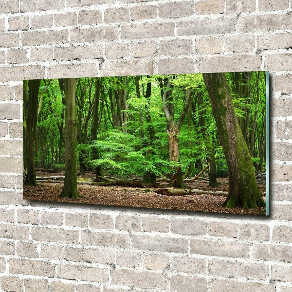 Quadro su vetro acrilico Foresta olandese
