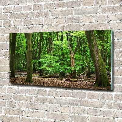 Quadro su vetro acrilico Foresta olandese