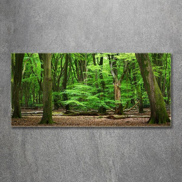Quadro su vetro acrilico Foresta olandese