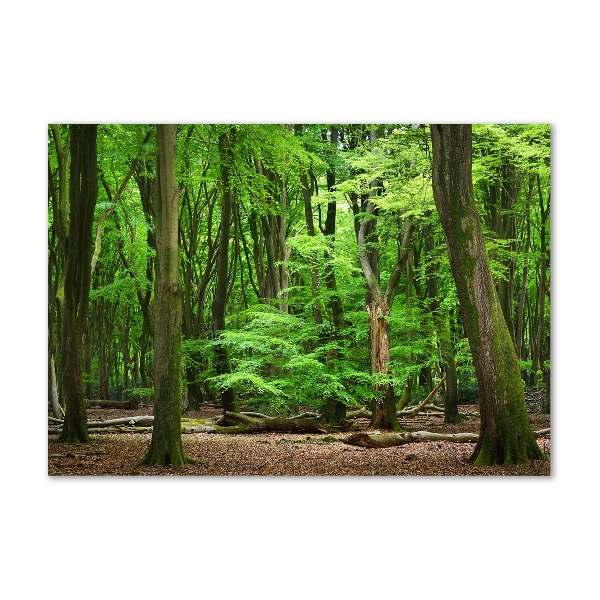 Quadro su vetro acrilico Foresta olandese