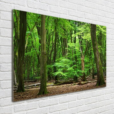 Quadro su vetro acrilico Foresta olandese