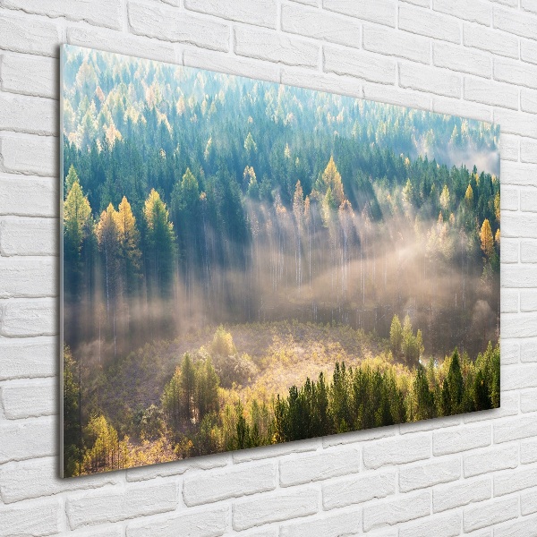 Quadro vetro acrilico Nebbia nella foresta