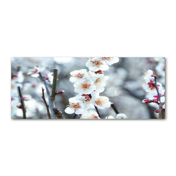 Quadro in vetro acrilico Fiori di ciliegio