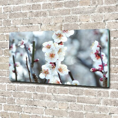 Quadro in vetro acrilico Fiori di ciliegio