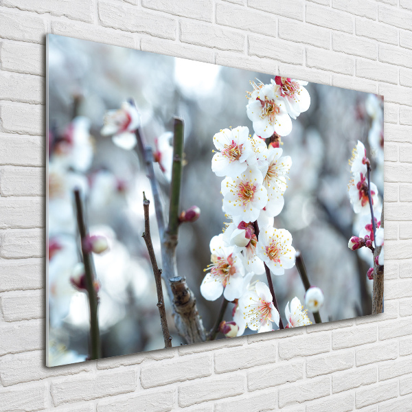 Quadro in vetro acrilico Fiori di ciliegio