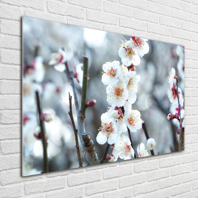 Quadro in vetro acrilico Fiori di ciliegio