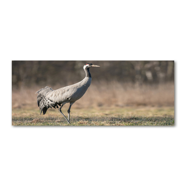 Quadro vetro acrilico Airone
