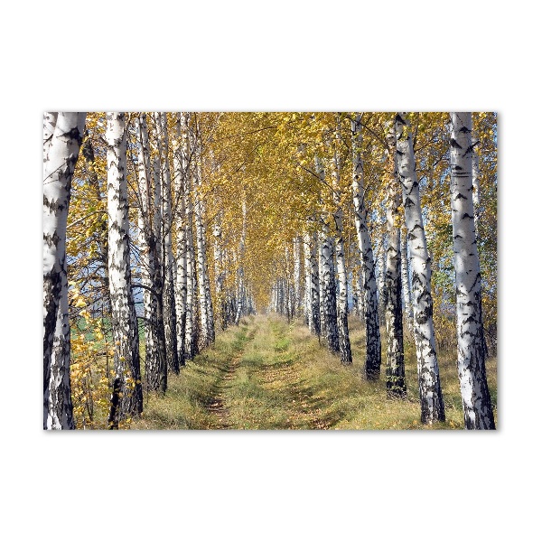 Quadro in vetro acrilico Betulle in autunno