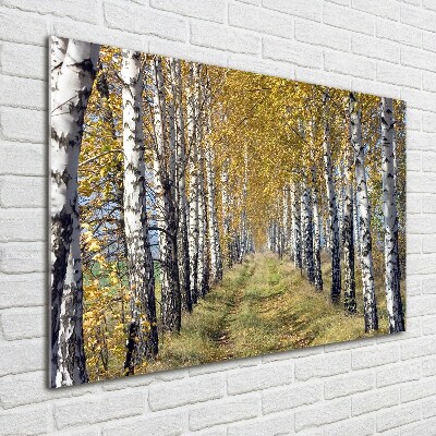 Quadro in vetro acrilico Betulle in autunno