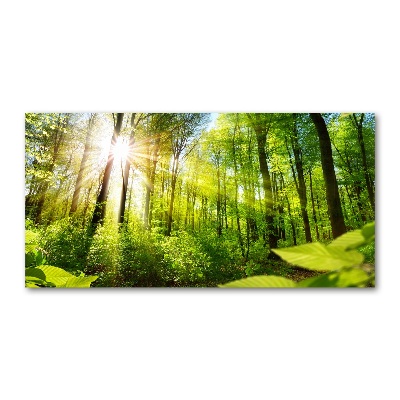 Quadro su vetro acrilico Foresta al sole