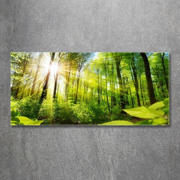 Quadro su vetro acrilico Foresta al sole