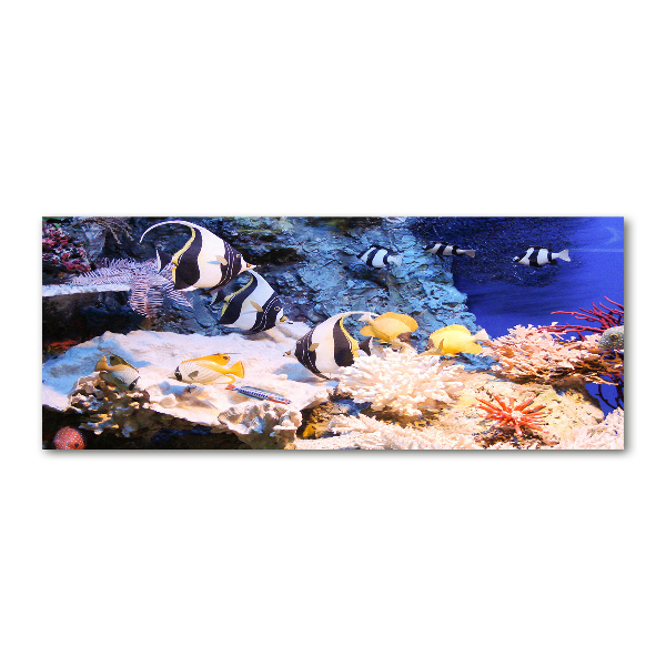 Quadro in vetro acrilico Barriera corallina