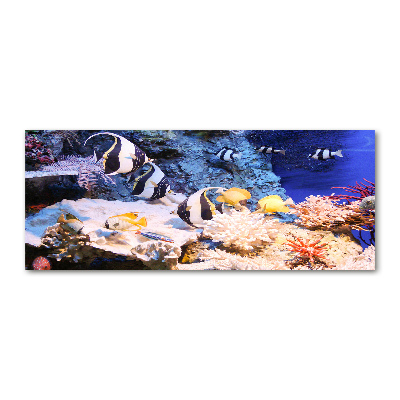 Quadro in vetro acrilico Barriera corallina