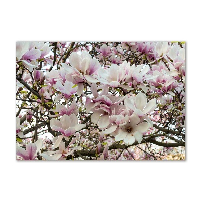 Quadro su vetro acrilico Fiori di magnolia